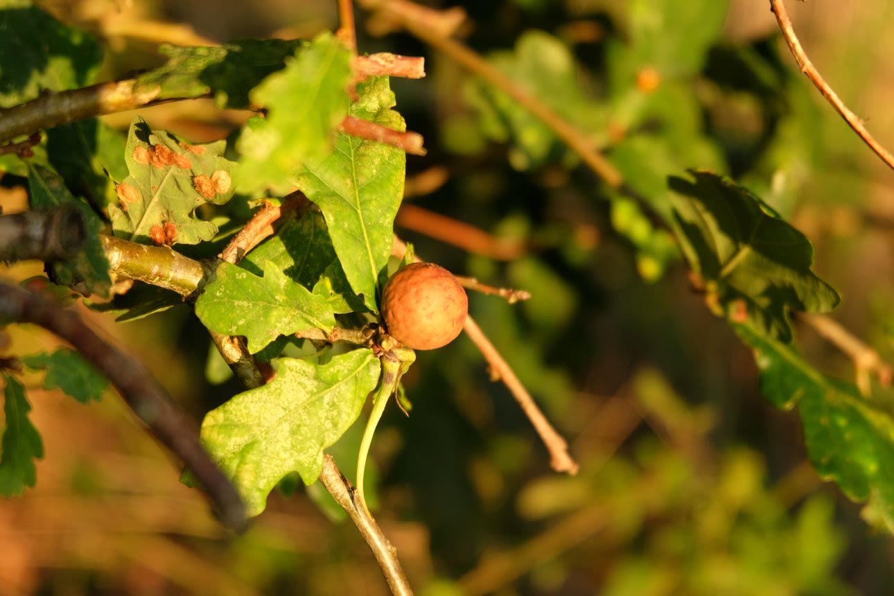 Photograph of a close-up of sunlit oak leaves and an oak gall. The gall is a small round brown sphere.