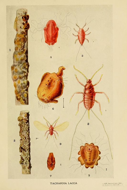Scientific drawing of the life stages of the lac bug.