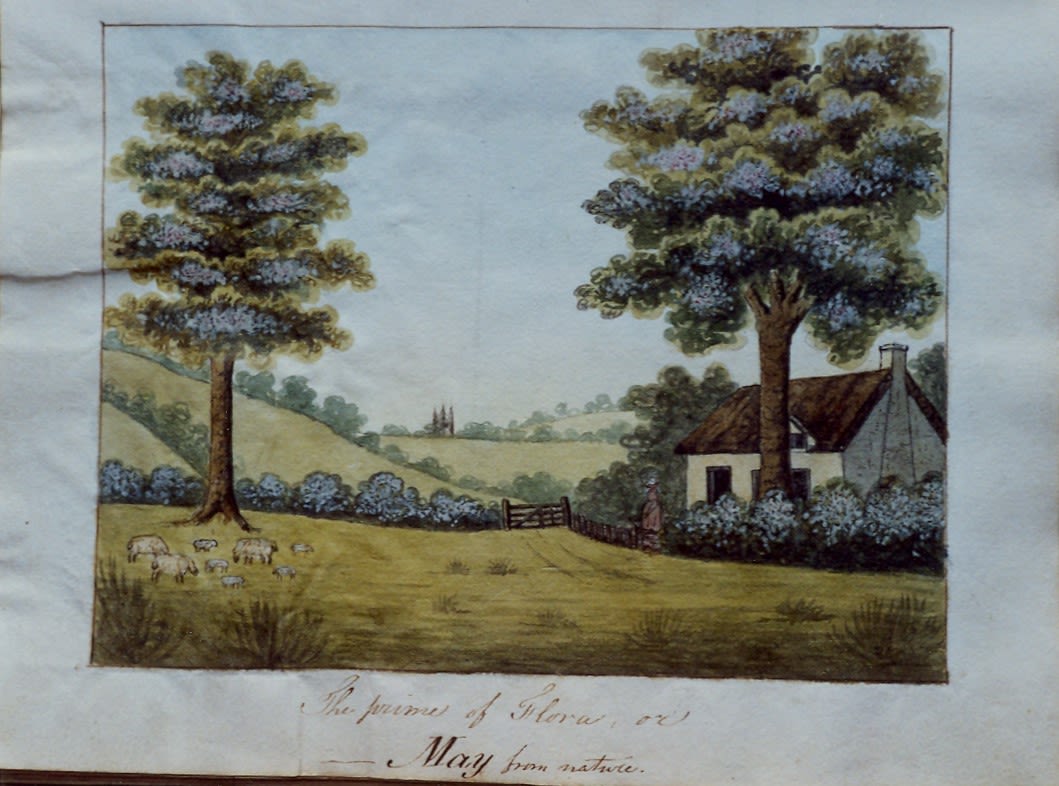 Watercolour scene of a field with a cottage to the right with a tree in front of it. There is a tree to the left with a flock of sheep with lambs grazing. The trees and hedges are in bloom. Caption “The primes of Flora or May from nature”