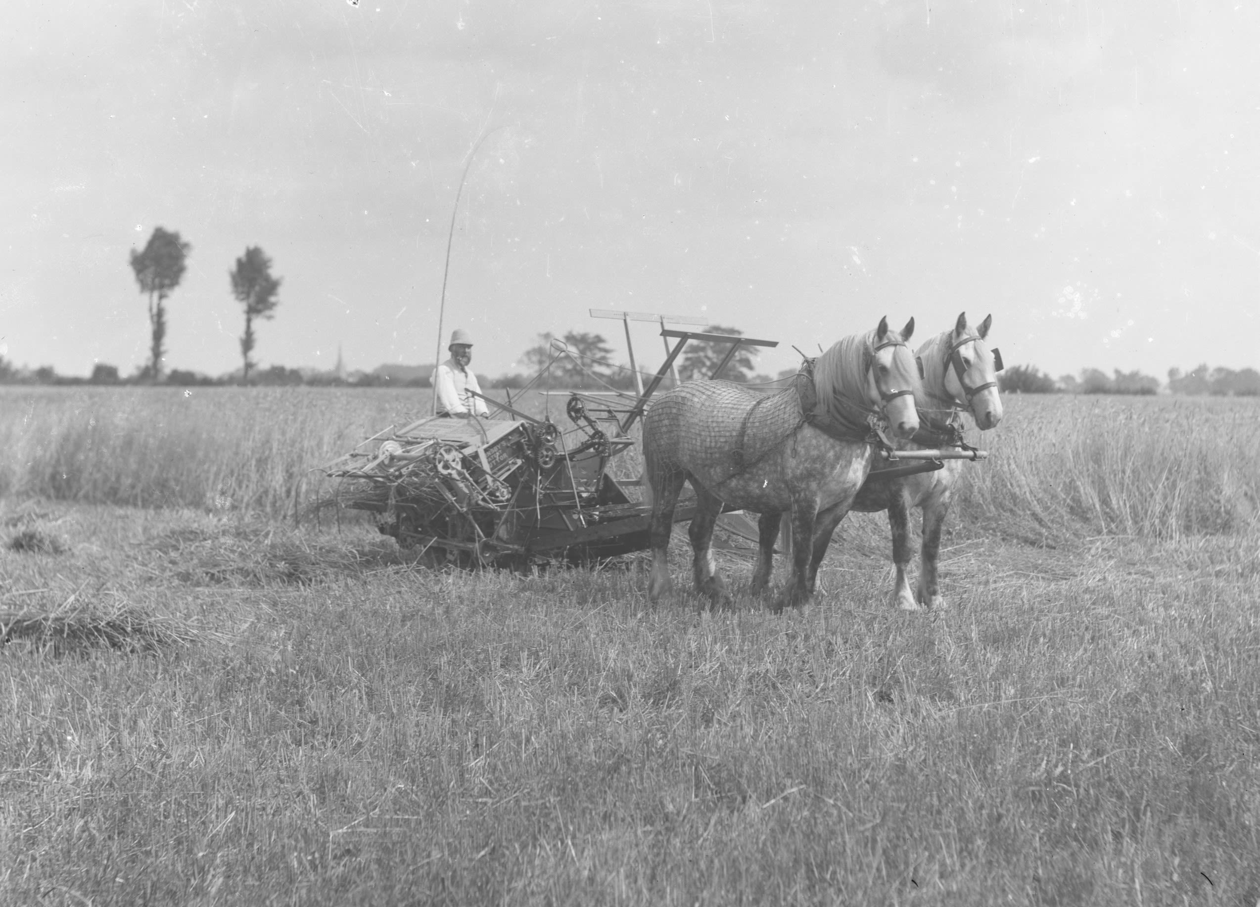 Black and white photograph of a reaper binder machine in a corn field that cuts the corn stalks and binds them into sheaves. It is pulled by two horses with a man standing at the back.