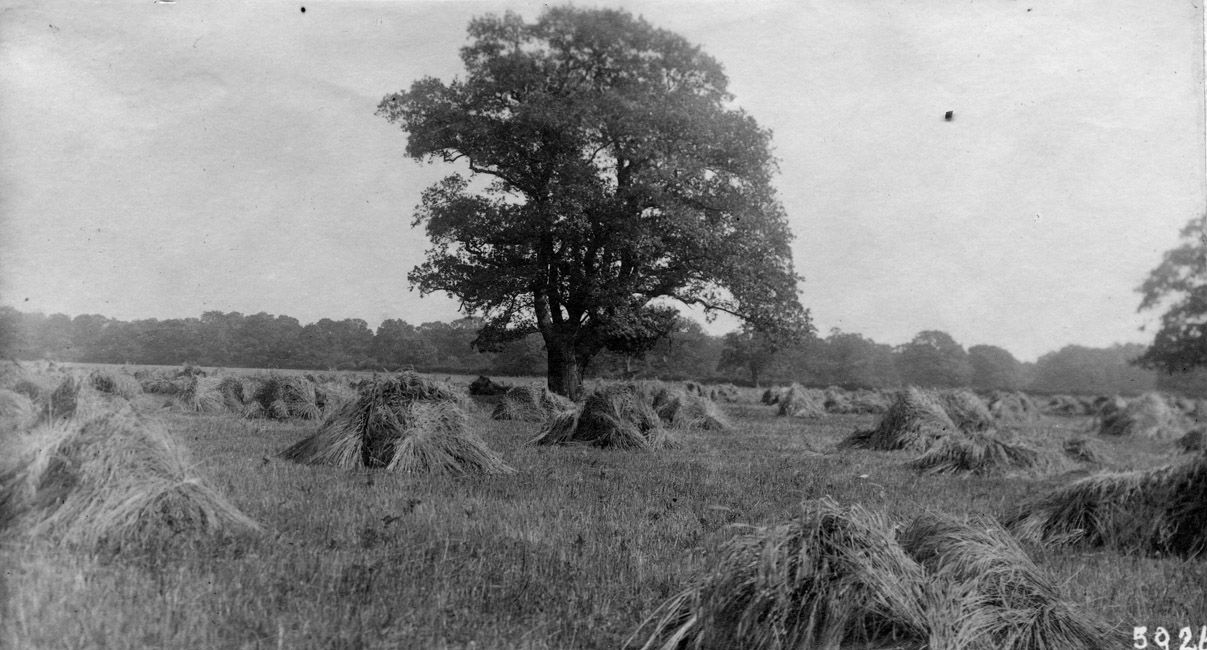 Black and white photograph of a harvest field with sheaves of corn stood together in small groups or stooks. There is a single tree in the middle of the field.