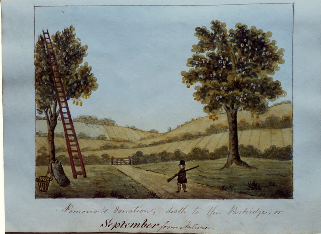 Watercolour scene of a road through a field leading to a five-bar gate. Trees to left and right bearing fruit. There is a ladder on the left one with a basket and full sack at the base. A farmer stands in the middle of the road carrying a shotgun. Caption “Pomona’s donation; death to the Partridge or September from Nature”.