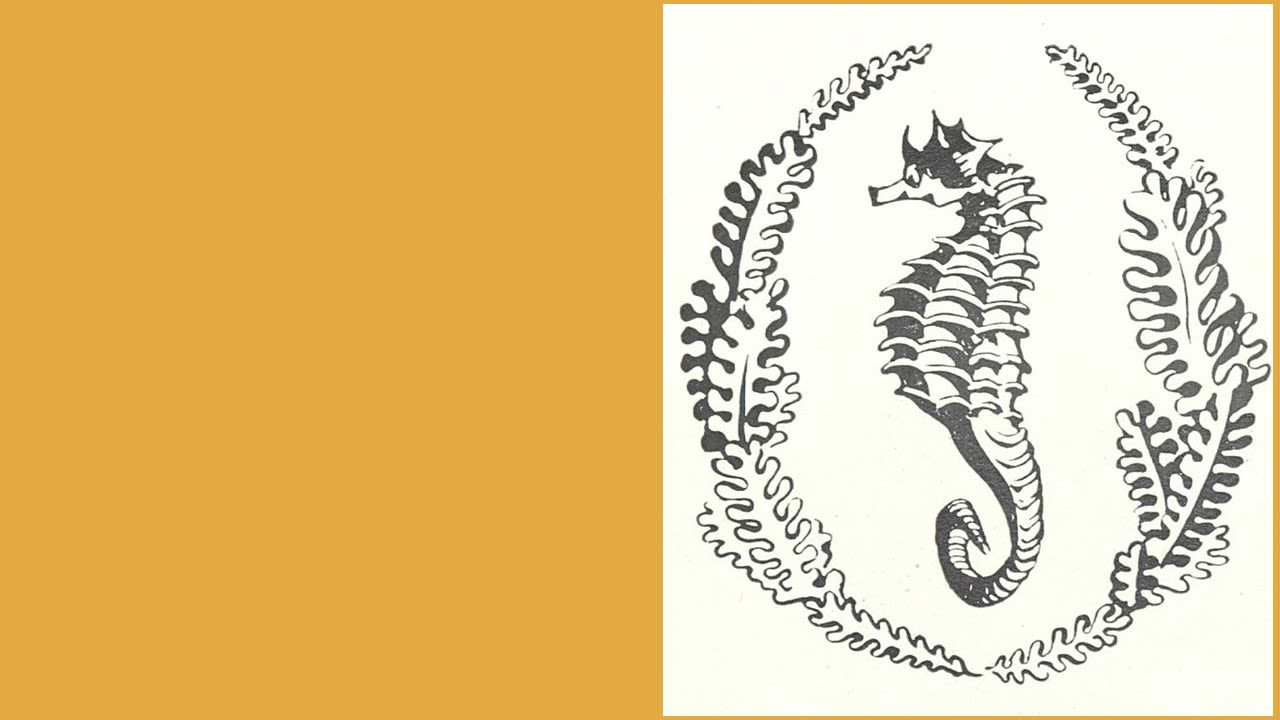 Black and white print of a stylised seahorse surrounded by an oval made of seaweed