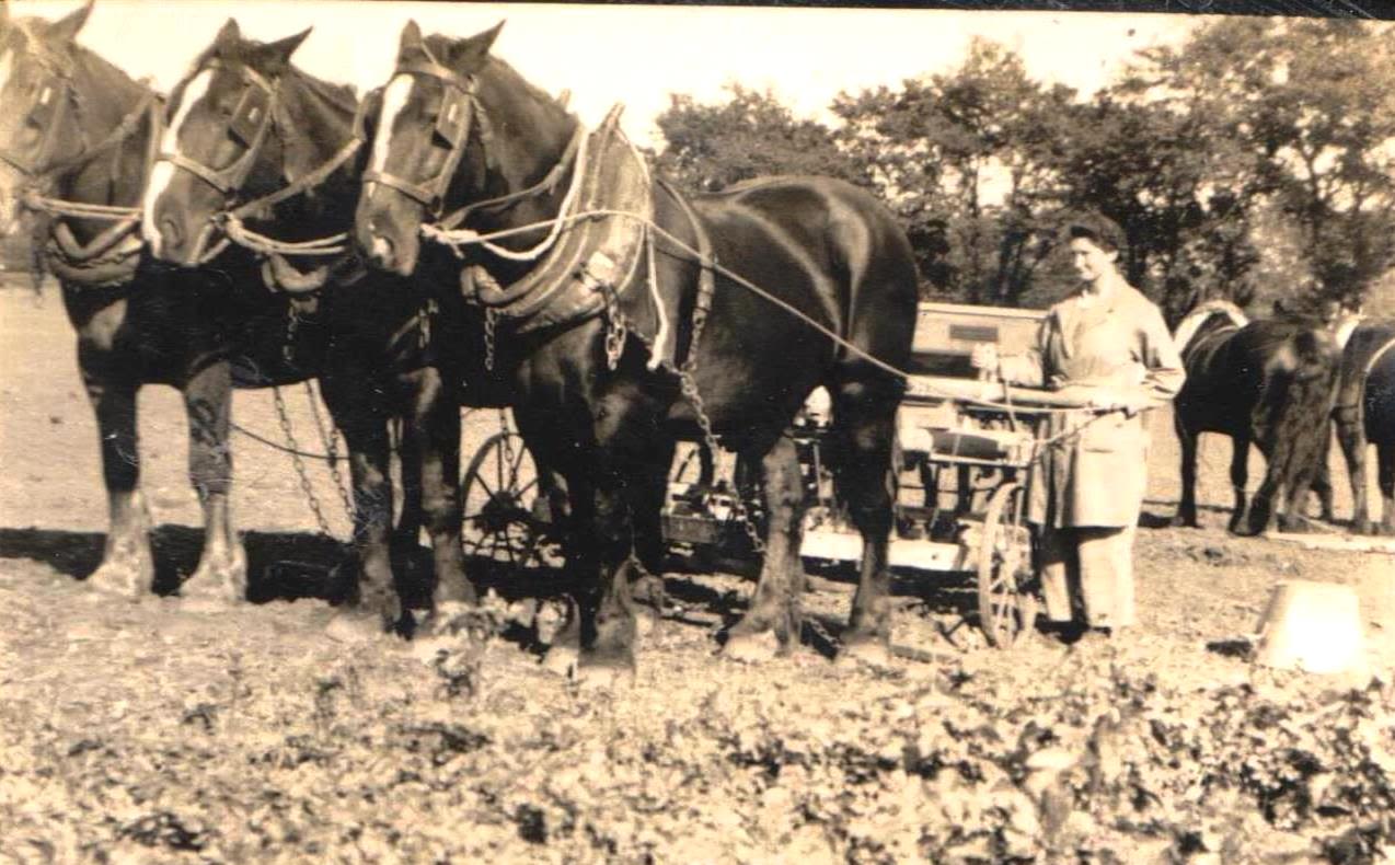 Sepia photograph of Vivian standing next to three horses which are pulling a cart. Vivian is wearing a jacket and trousers, and is holding the reigns of one of the horses. The ground looks quite muddy, and there are other horses in the background.